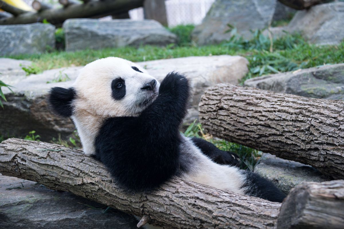 Toronto Zoo born giant panda cub in its enclosure for the...