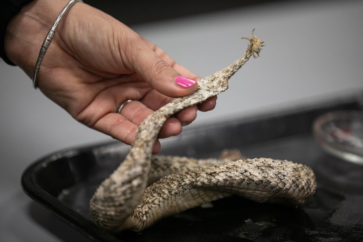 Sara Ruane, assistant curator of herpetology at the Field Museum, holds the dead holotype of an Iranian spider-tailed viper that has a bulbous tail that resembles a spider to trap prey during a media tour at The Field Museum, Thursday afternoon, Dec. 2, 2021.