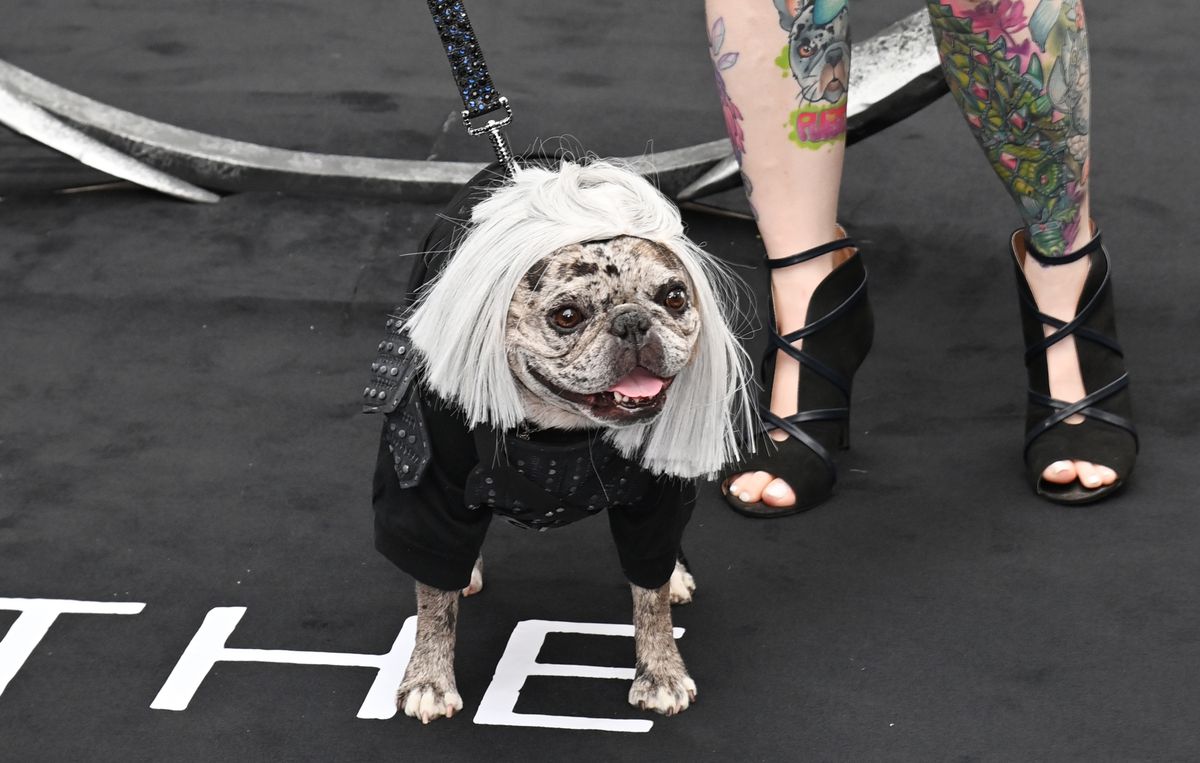 Rory the Frenchie from TikTok attends the The Witcher Season 3 UK Premiere dressed as Geralt with a woman’s legs in the background