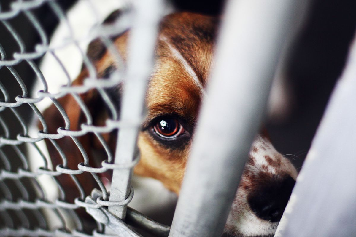 A dog looking through a fence.