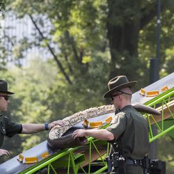 New York State Environmental Conservation officers guide a carved ivory tusk up a conveyor belt into a crusher, Thursday, Aug. 3, 2017, in New York's Central Park. The New York State Department of Environmental Conservation destroyed illegal ivory confiscated through state enforcement efforts. (AP Photo/Mary Altaffer)