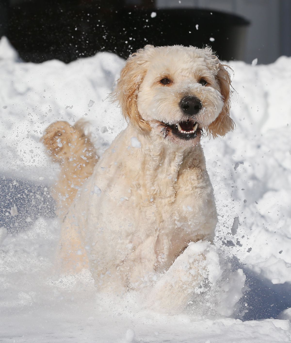Dogs Enjoying Winter Storm Jonas