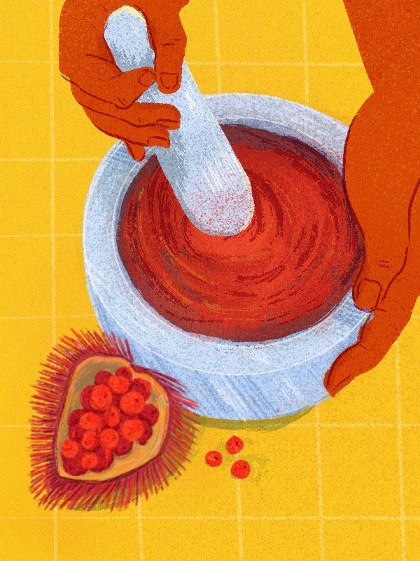 A pair of hands grinds achiote seeds using a mortar and pestle. Illustration.