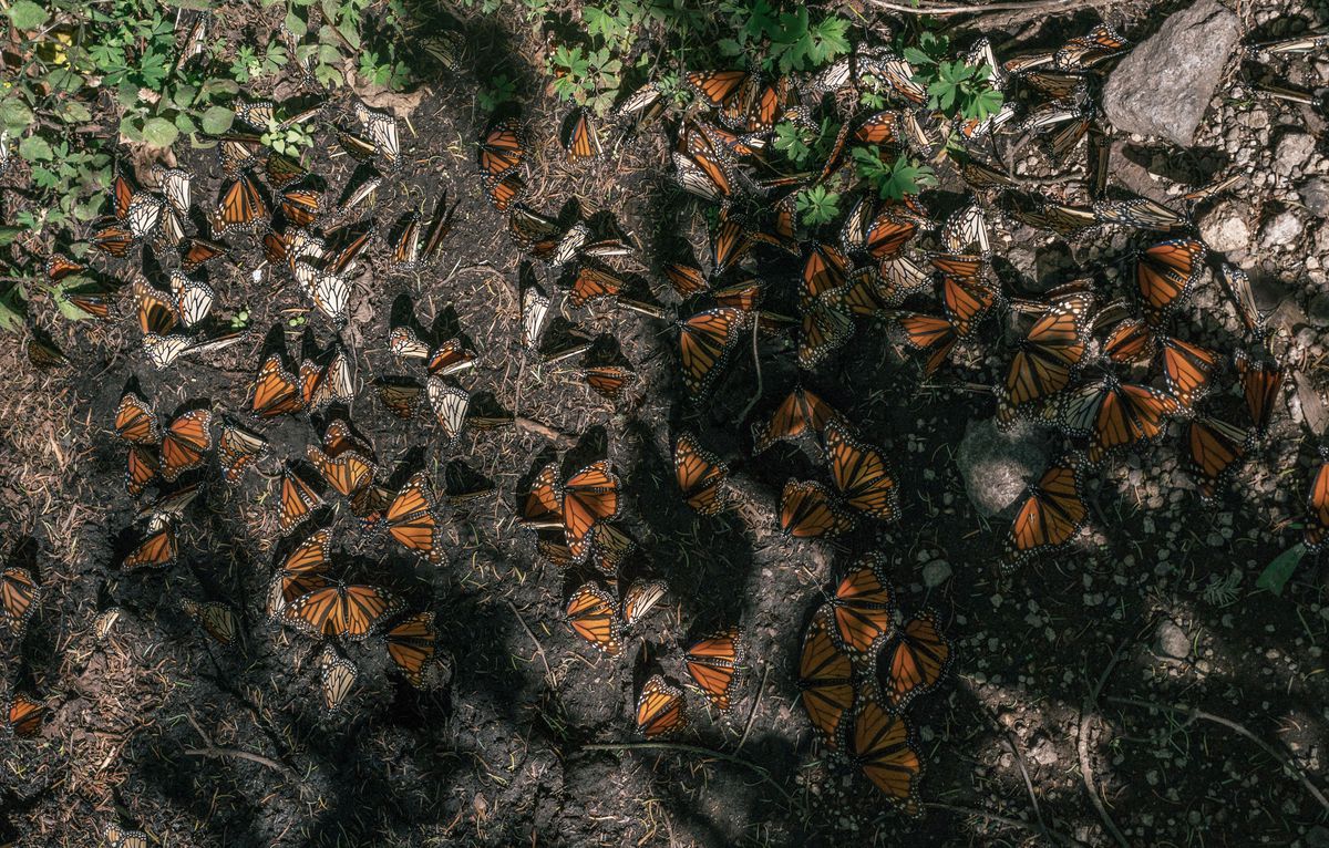 A large number of black and orange butterflies on the muddy ground.