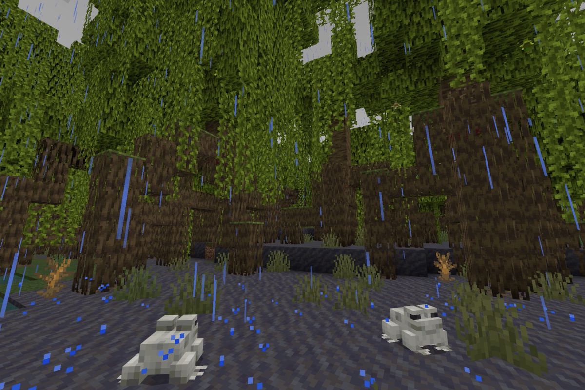 Minecraft screenshot of a mangrove swamp with two frogs in the foreground