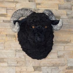Black Sheep "mascot" looking over  the front room.