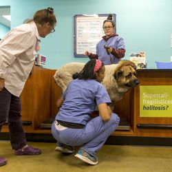In this Wednesday, March 16, 2016, photo, pet owner Buffy Lyn Broney, left, checks the weight of her 11-year-old Mastiff, Bubba, totaling 207 Pounds, about 94 Kilograms, at the PetSmart Midtown store in Los Angeles. Assistant veterinarian Aaron Payne, bottom center, and Felicia Gonzalez, top, help with weighing Bubba. Americans spent just over $60 billion on their pets in 2015, a record fueled by a big jump in what owners shelled out for services like grooming, boarding and training. 