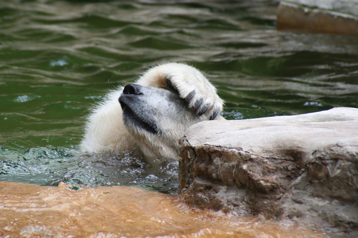 A polar bear in for a swim at St. Louis Zoo shades its eyes.