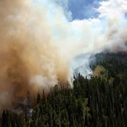 The Seeley Fire burns trees Wednesday, June 27, 2012 about 16 miles west of Price Utah.