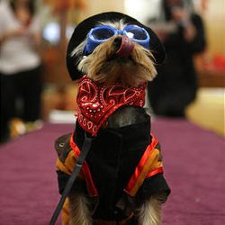 Winston is dressed as a cowboy during a Halloween fashion show at Animal Ark.