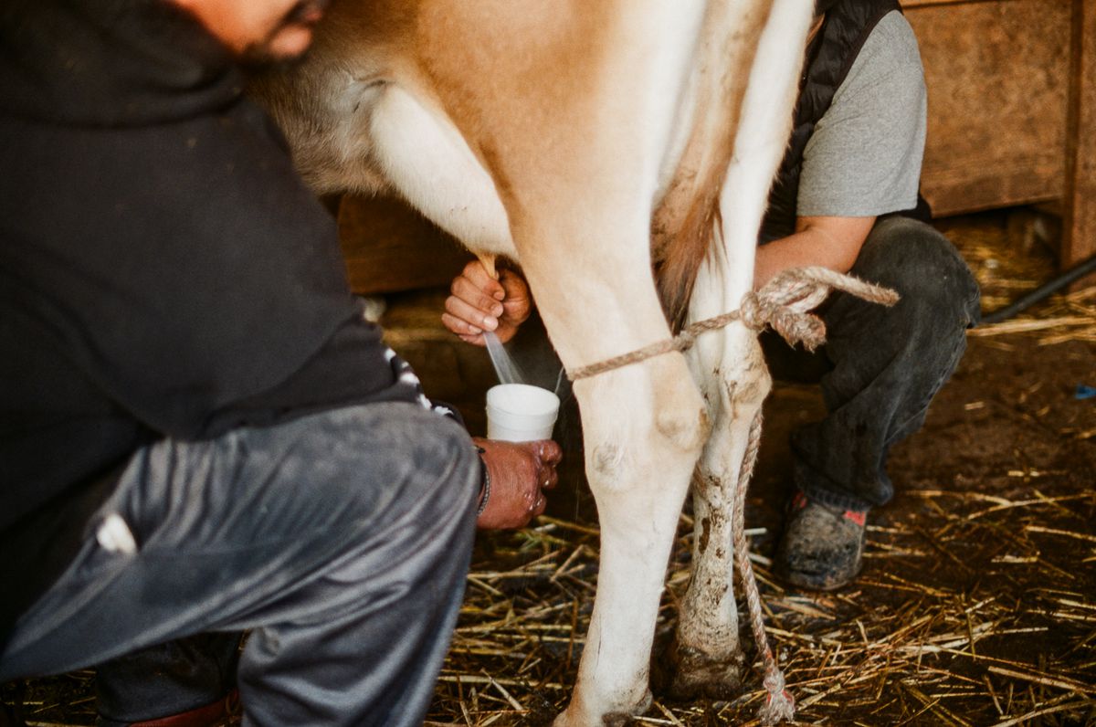 Workers squeeze udders straight into a pajaretes drink in a styrofoam cup.