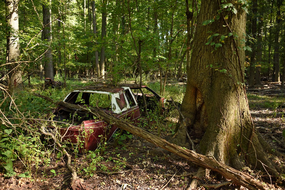 An abandoned car that is grown over with plants sits next to a large tree in a forest. 