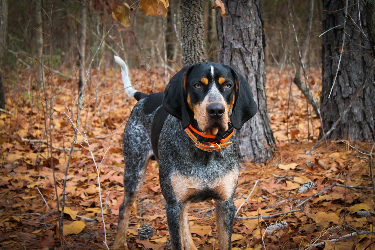 A Bluetick Coonhound dog with black, brown, and white fur standing staring at the camera in the woods with fall leaves covering the ground