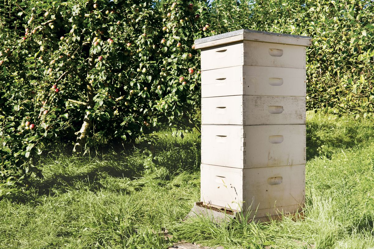 ‘Nobody, Beehive, Chickenlypse’, Day, Horizontal, Insects, Objects/Equipment, Orchard, Outdoors, Stack, Sunlight, Animals And Pets, Apple Orchard, Copy Space, Food And Drink, Magazine, Raw Food, Furniture, Letterbox, Mailbox