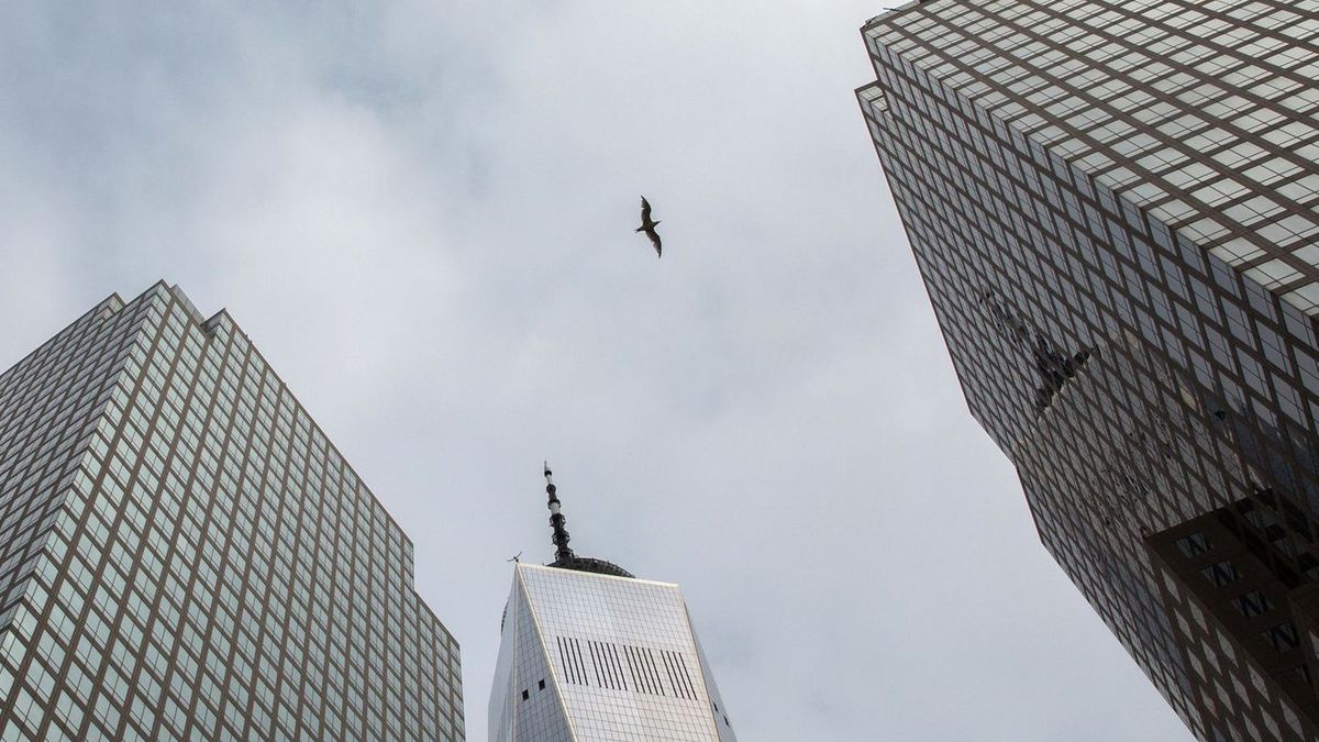 A bird soars between buildings at Brookfield Place in Battery Park City, Sept. 30, 2019.