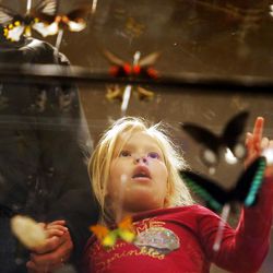 Molly Johnson looks at a display of butterflies inside the museum. Hundreds get a look at the new Utah Natural History Museum Thursday, Nov. 10, 2011.