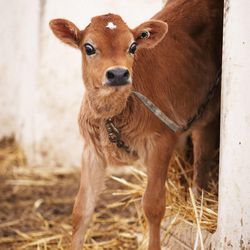 A calf at Gibson's Green Acres dairy farm in Ogden Thursday, Feb. 5, 2015.