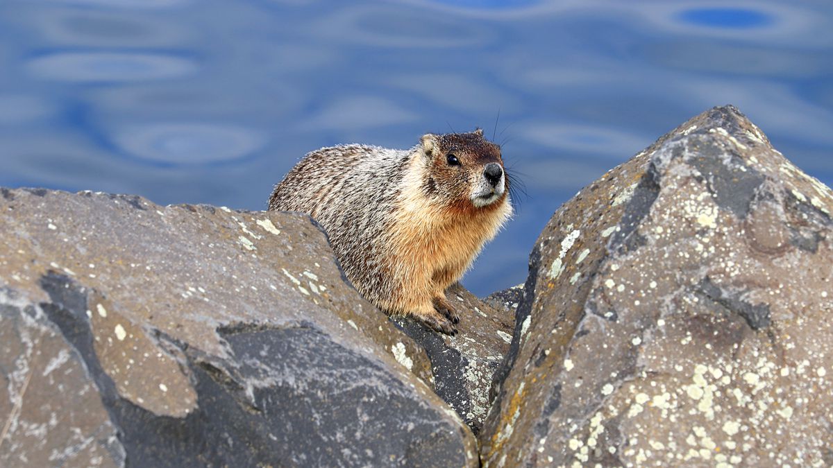 Marmot in rocks along river bank