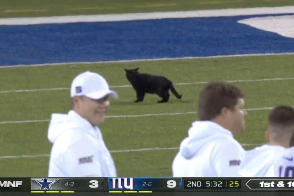 Black cat on football field