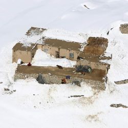 A cow stands on the roof of a house after an avalanche in the Paryan district of Panjshir province, north of Kabul, Afghanistan, Friday, Feb. 27, 2015. The death toll from severe weather that caused avalanches and flooding across much of Afghanistan has jumped to more than 200 people, and the number is expected to climb with cold weather and difficult conditions hampering rescue efforts, relief workers and U.N. officials said Friday. 