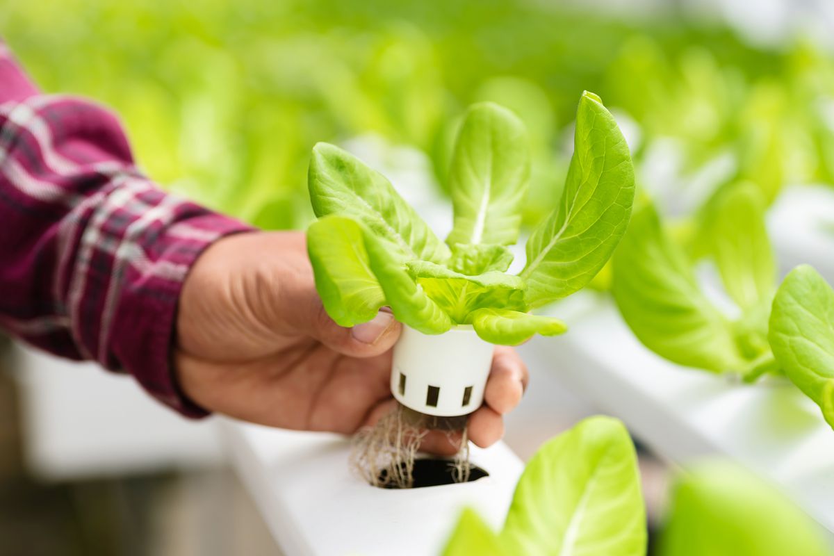 A small head of lettuce being shown in a hydroponic growing system.
