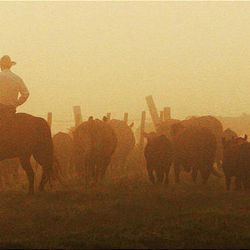 Marshall Godsey moves cattle to rotate them to a different pasture in the early morning fog at Deseret Ranches of Florida, Wednesday, May 11, 2011. 