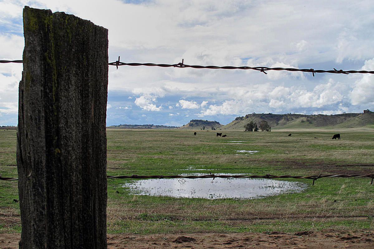 Rain from storms puddles in farm grazing land in Fresno, Calif., Friday, Feb. 28, 2104. A federal agency says it will not release any water for farmers in the Central Valley of California this year, forcing them to find other sources or leave fields unpla