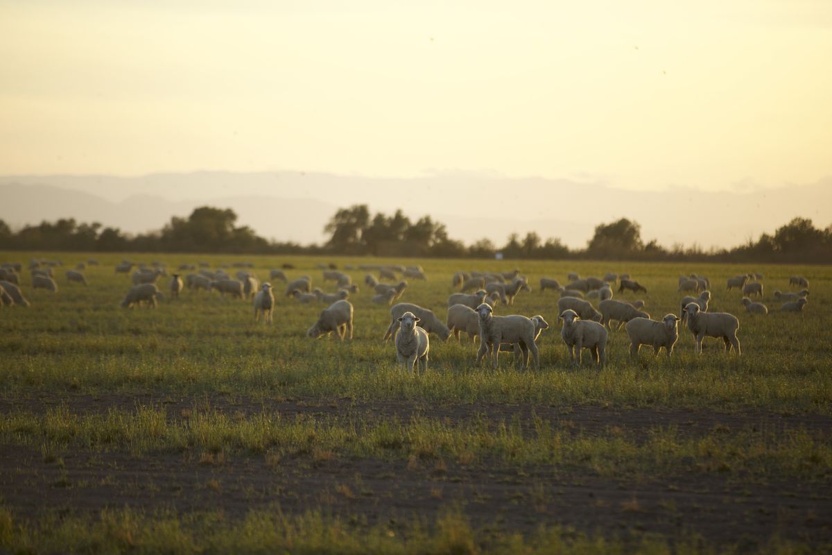 A herd of sheep on a farm in Brawley, California, in the Imperial Valley.