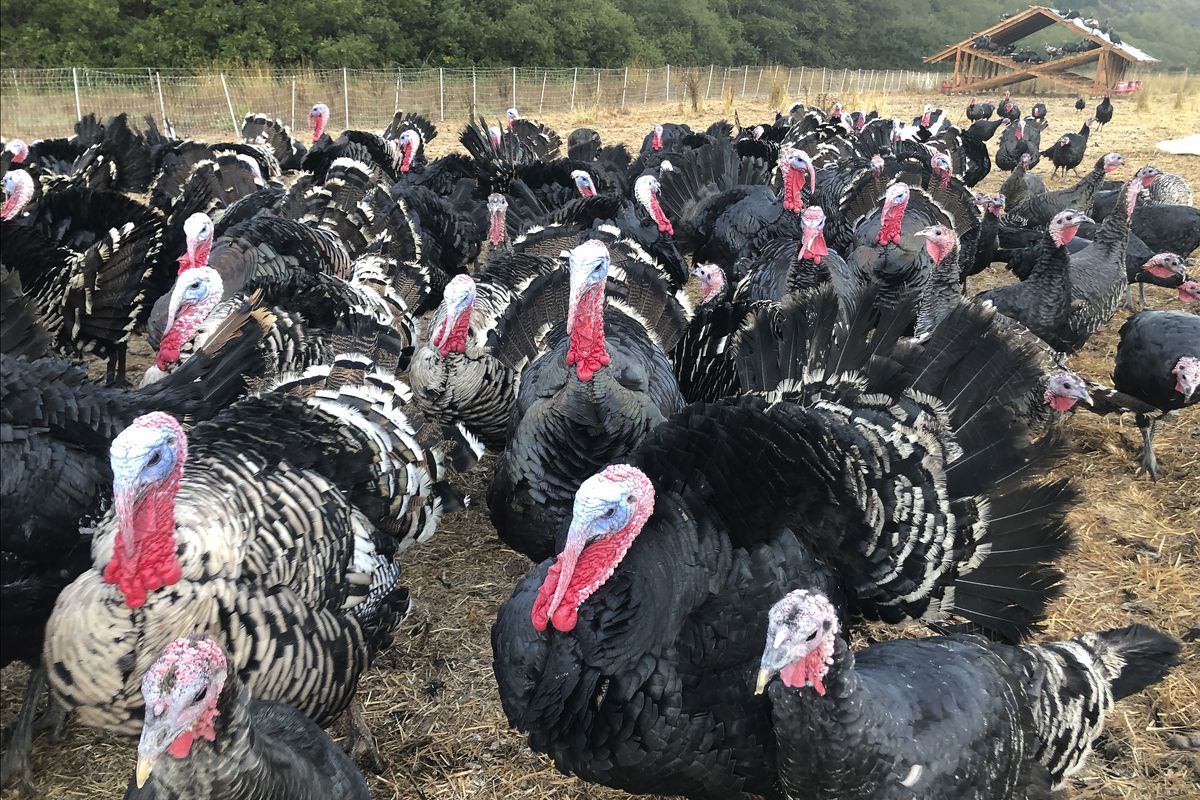 Turkeys are shown in a pen at Root Down Farm in Pescadero, California. Many turkey farmers are worried their biggest birds won’t end up on Thanksgiving tables due to the ongoing coronavirus pandemic and restrictions on large gatherings.