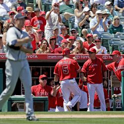 Los Angeles Angels' Albert Pujols is greeted in the dugout after scoring on a ball hit by Mark Trumbo as Detroit Tigers starting pitcher Doug Fister walks to the mound during the third inning of an MLB National League baseball game in Anaheim, Calif., Sunday, April 21, 2013. 