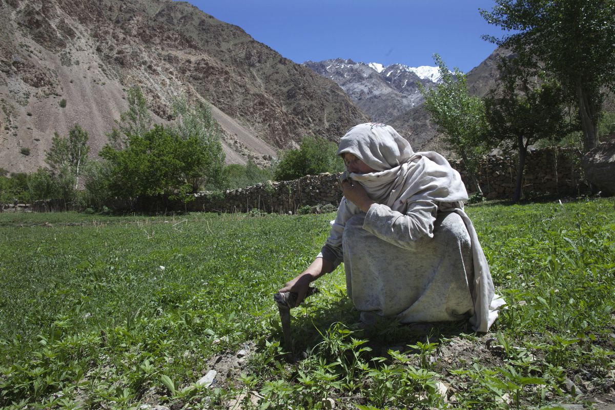 Afghan Cannabis Farmers See Crop Prices Rise