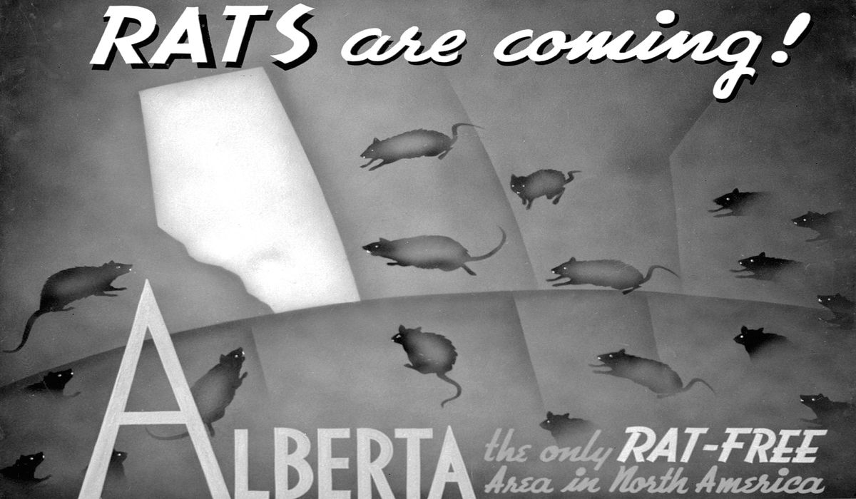 Rat Poster resized