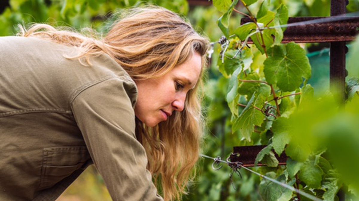 Diana Snowden Seysses stands in a vineyard holding a bag and picking grapes 