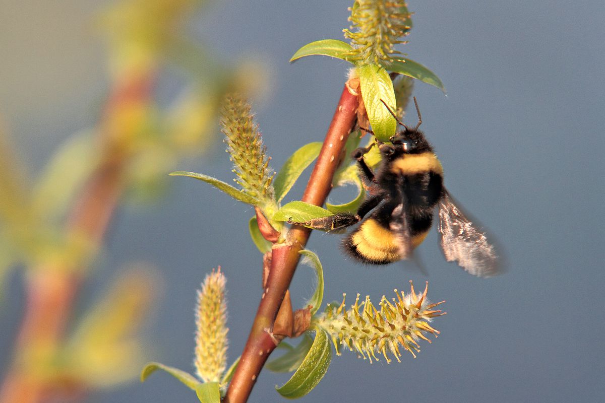 A yellow-and-black bumblebee hangs onto a drooping plant stalk.