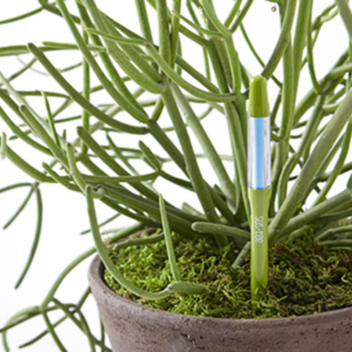 A green, pen-sized plant sensor sits in a green plant to test the moisture content. 