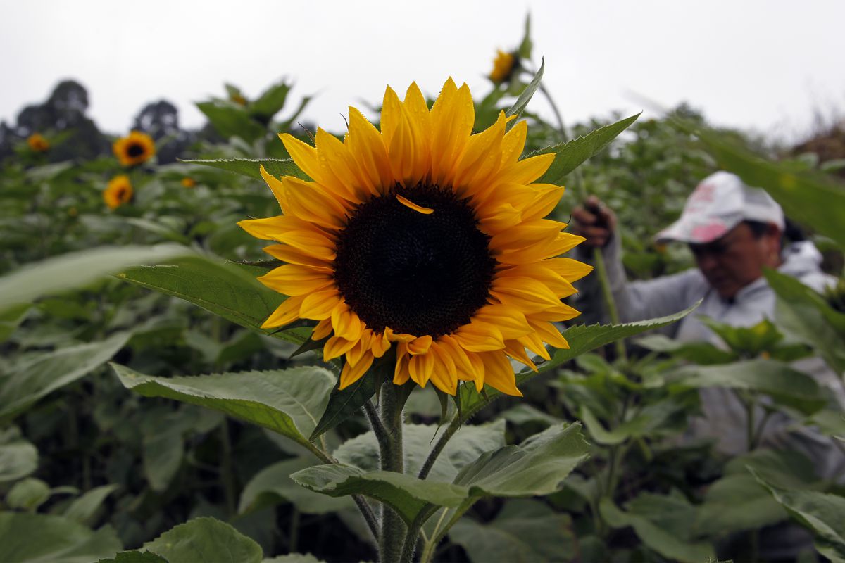 Sunflower Growers Struggle As Supplies Prices Spike