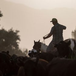 Max Beddoes, 18, and his family drive cattle up the road in Morgan on Wednesday, June 29, 2016.