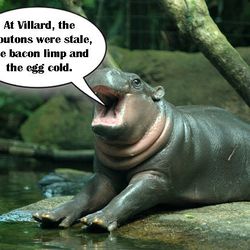 <span class="credit">[<a href="http://www.furrytalk.com/2010/05/25-pictures-of-cute-baby-animals-the-hippo/">Photo Credit</a>]</span>