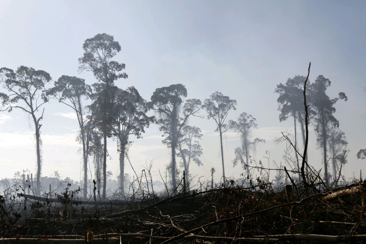 A few mutilated trees remain in a landscape of cleared and burned-over land, as smoke rises from  ashy ground.