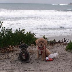On a dog-friendly vacation, Misty, left, and Daisy check out Carmel Beach, one of California's few remaining leash-free beaches.