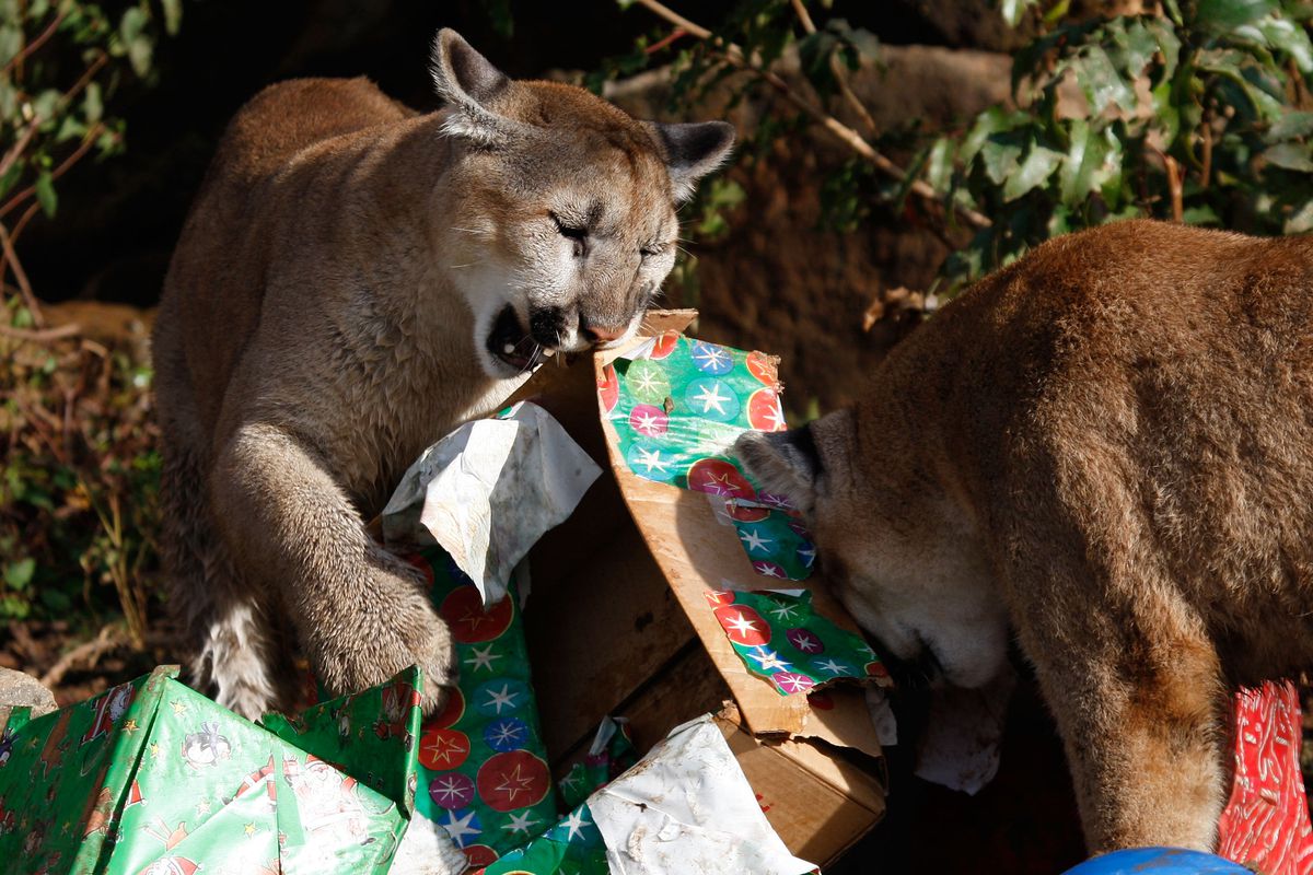 Cougars open Christmas gifts at Six Flags Discovery Kingdom in California.