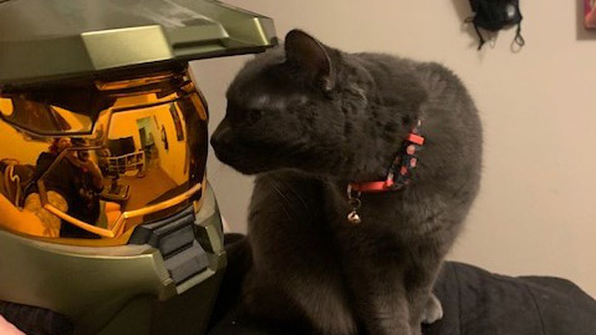 A Spartan helmet and a cat gazing at it