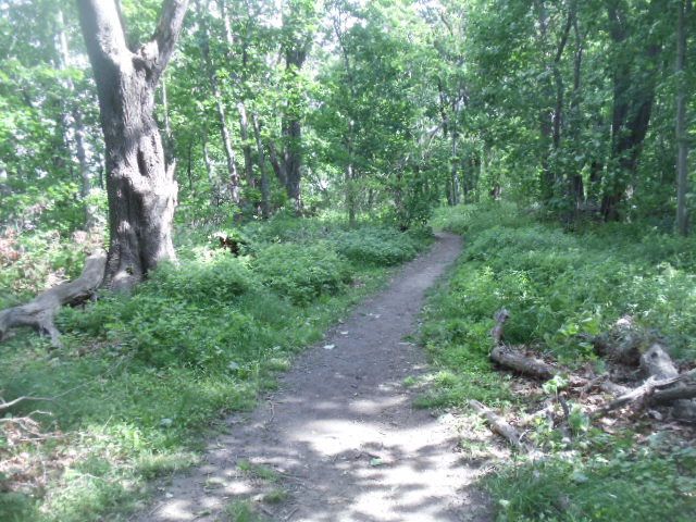 A gravel path is lined with plants, trees and decaying tree limbs.