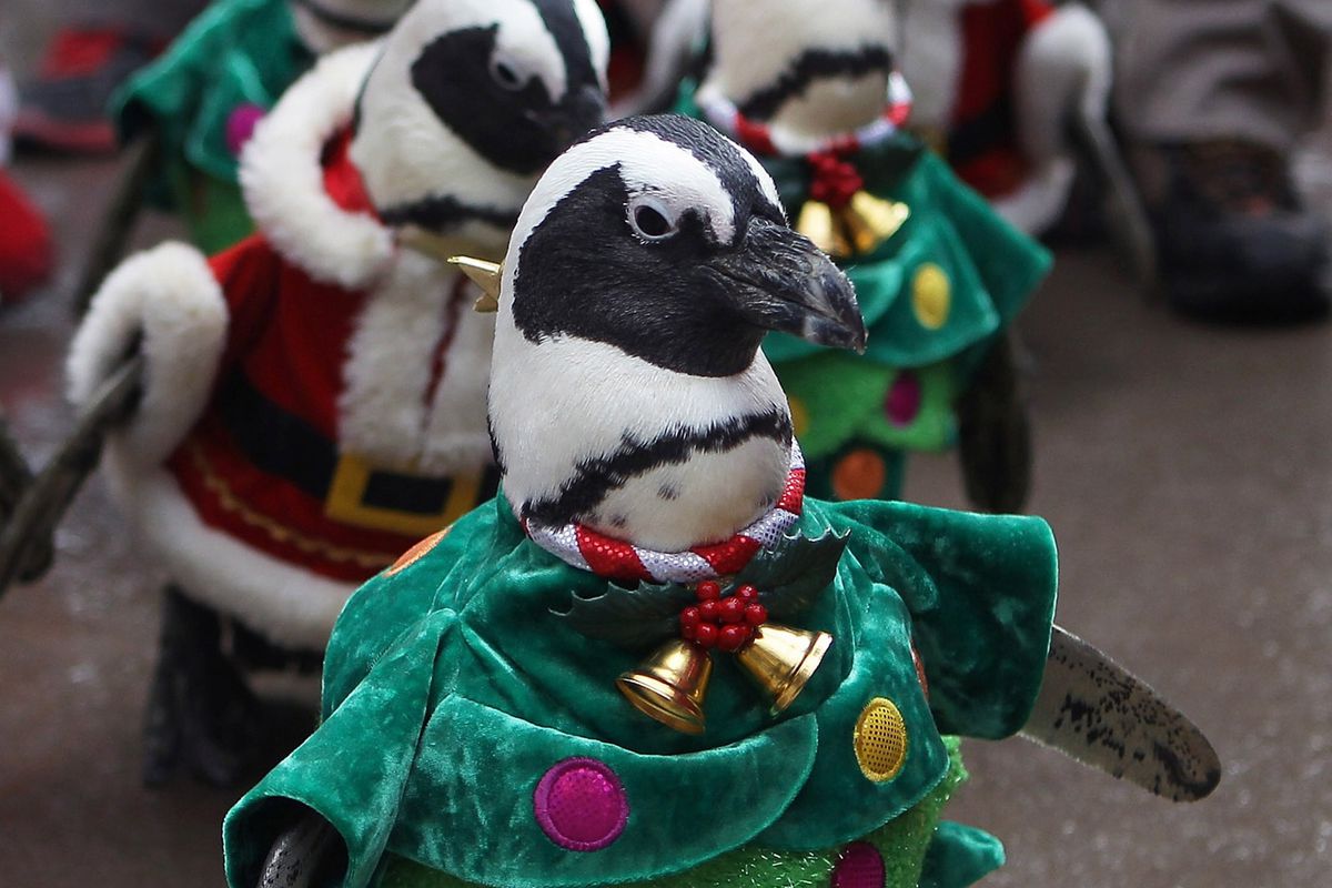 Penguins Dress As Santa Claus At Everland