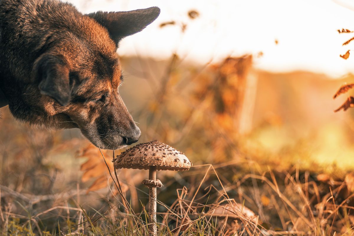A dog sniffs at a mushroom growing in a field.