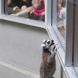 A lemur gets a better look at the children at Hogle Zoo in Salt Lake City Wednesday, June 12, 2013.