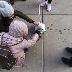 Patrons pet a puppy on Main Street during the Sundance Film Festival in Park City on Sunday, Jan. 27, 2019.