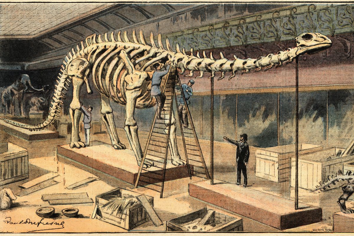 Diplodocus fossil, at the Natural History Museum, in Paris, Illustration from French newspaper Le Petit Parisien, May 10, 1908, Private Collection,