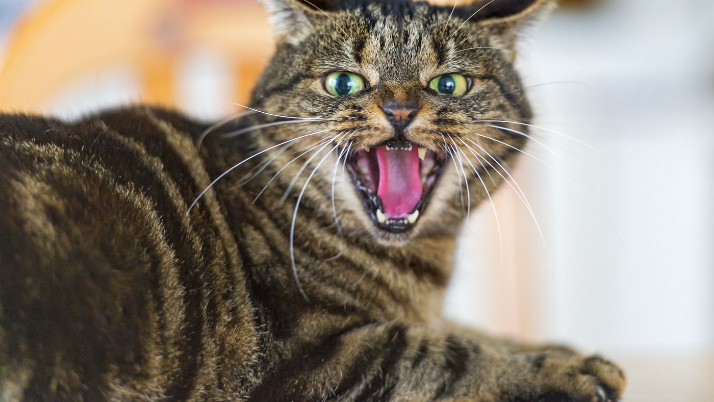What Research Says About Cats They Re Selfish Unfeeling Environmentally Harmful Creatures Vox