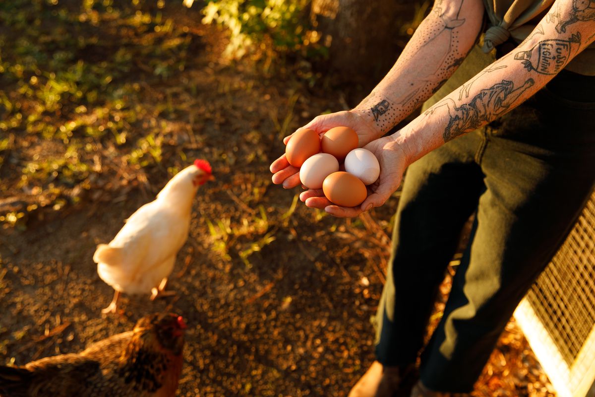 A person with multiple chicken eggs in their hands and a chicken standing next to them on the ground.